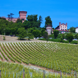 DESCUBRA ASTI, NIZZA MONFERRATO COM UM WINE TASTING EM UMA VINÍCOLA RENOMADA
