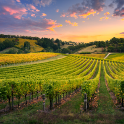 DISCOVER ASTI, NIZZA MONFERRATO, AND TASTING FINE WINES