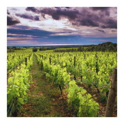 WINE TOUR COSTA TOSCANA